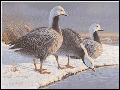 First of State Duck Stamp Print Price Appraisals